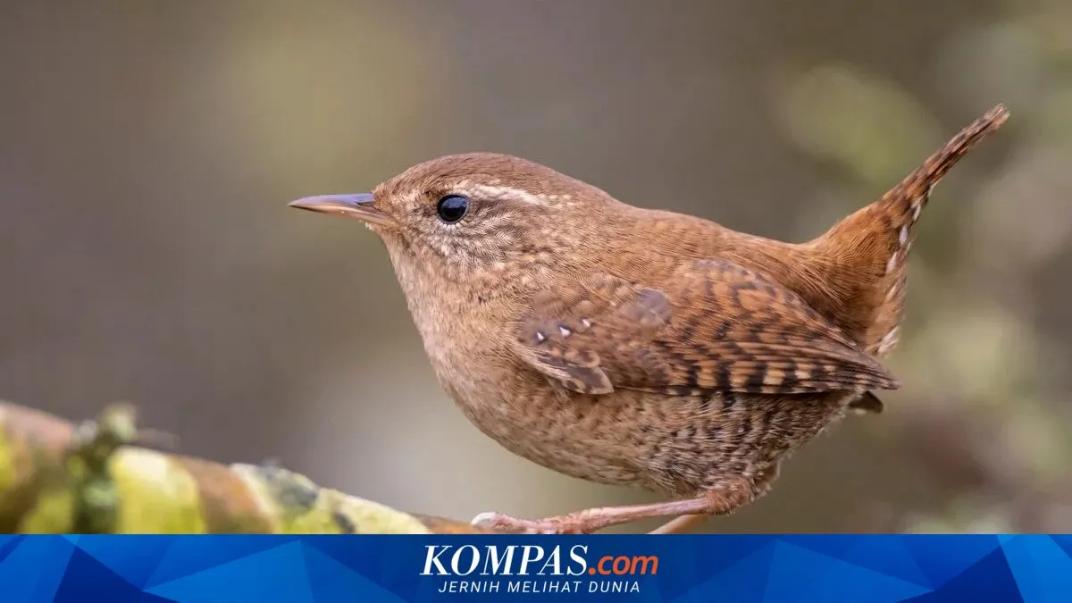 Kompas.com