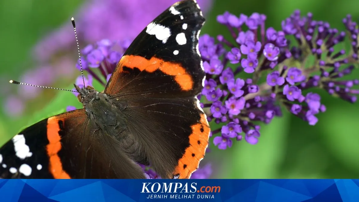 Kompas.com