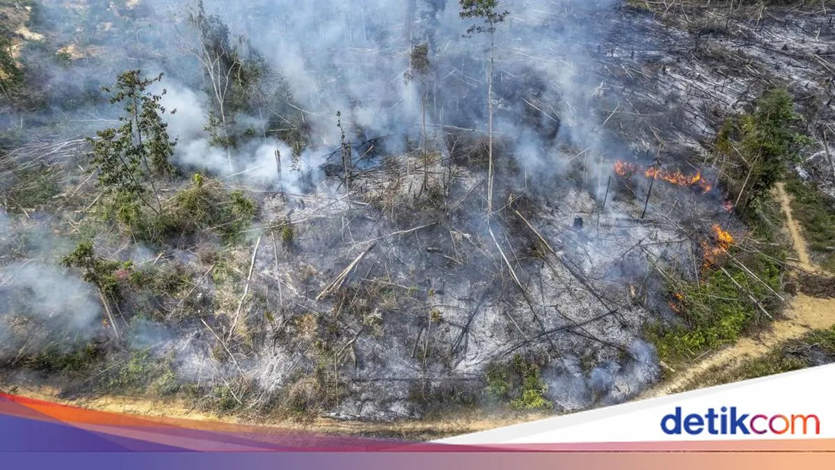 detikNews