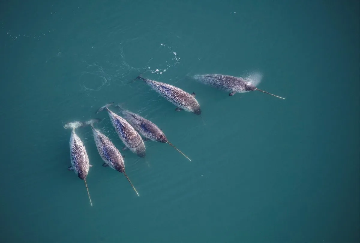 BBC Wildlife Magazine