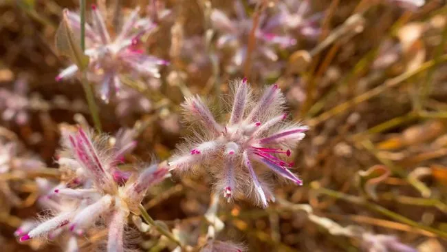 Haibunda