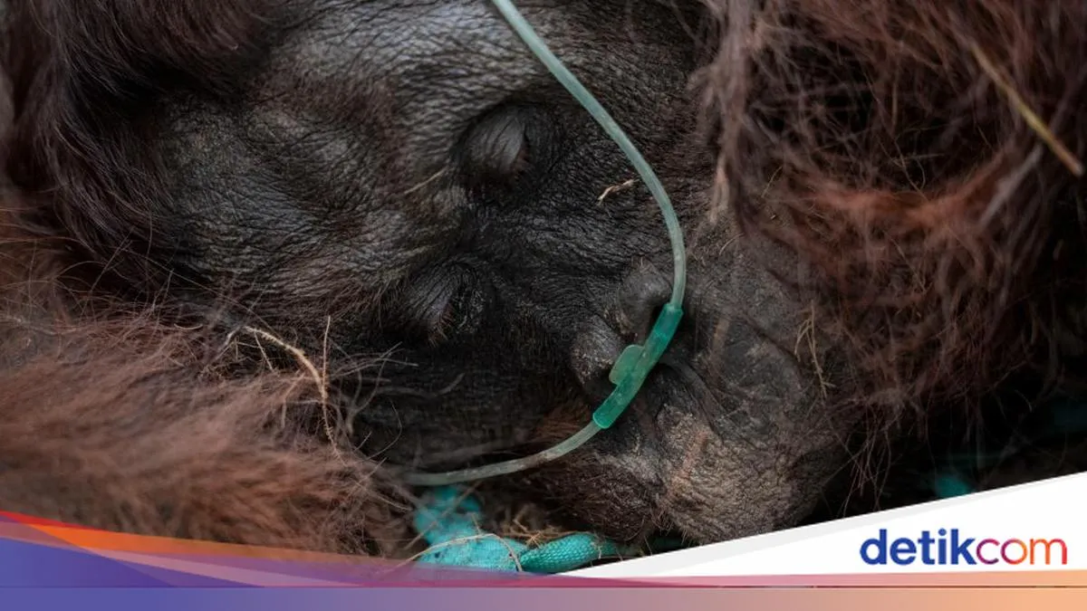 detikNews