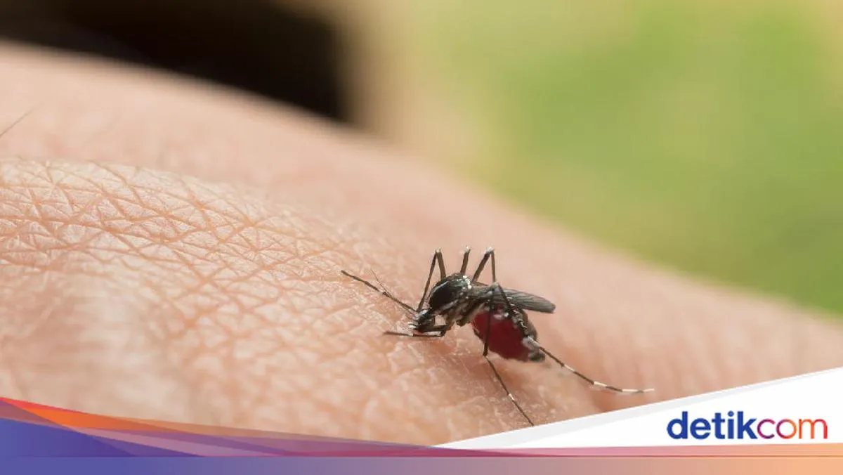detikNews