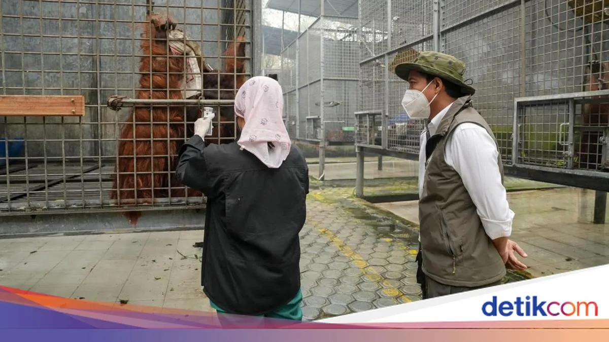 detikTravel