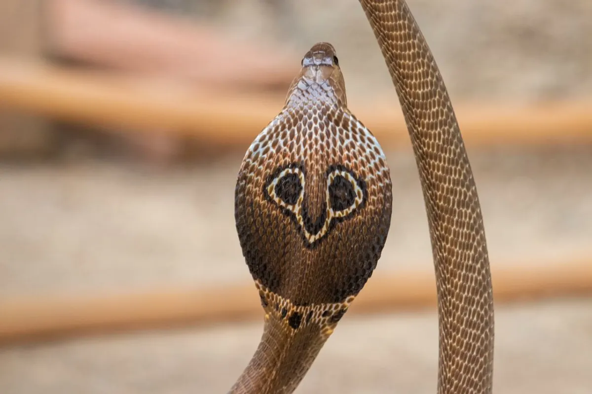 Mongabay.co.id