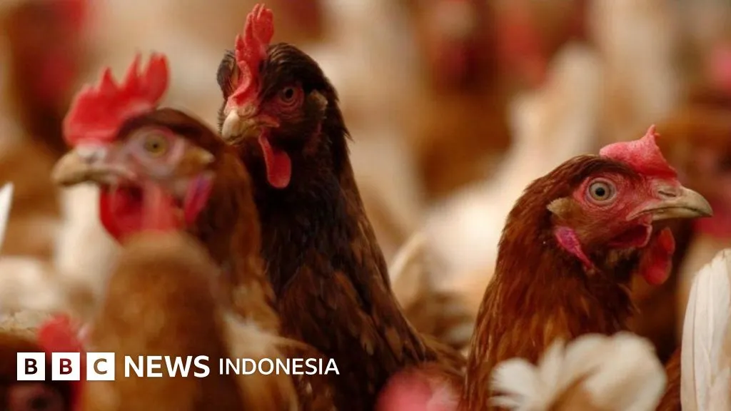 Wabah Flu Burung di Inggris Meningkat, Produsen Unggas Dorong Penggunaan Vaksinasi