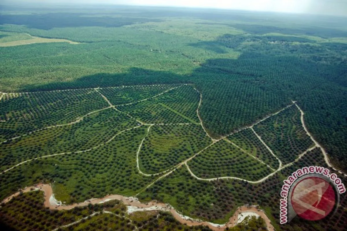 Indonesia Palm Oil Pledge dan Implikasinya terhadap Industri Sawit Nasional