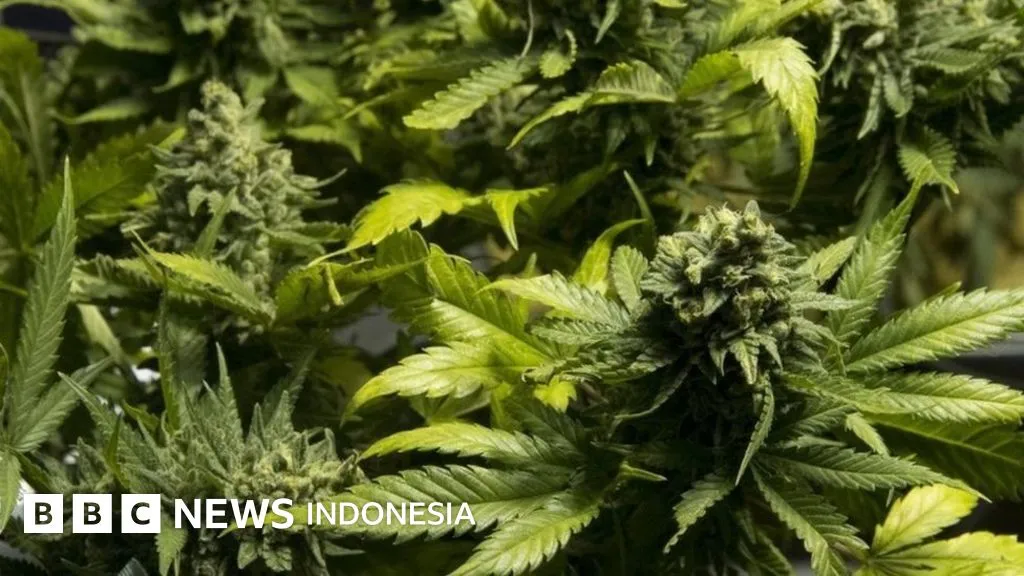 Jejak Ganja di Nusantara: Dari Ritual dan Pengobatan hingga Polemik Legalisasi Medis