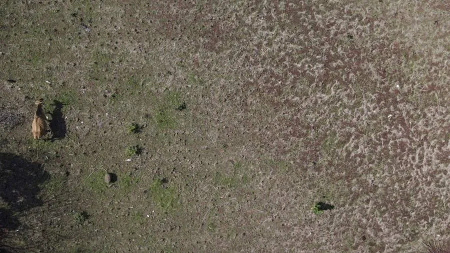 Teknologi Satelit Membantu Petani Anggur Menentukan Waktu Panen di Tengah Perubahan Iklim