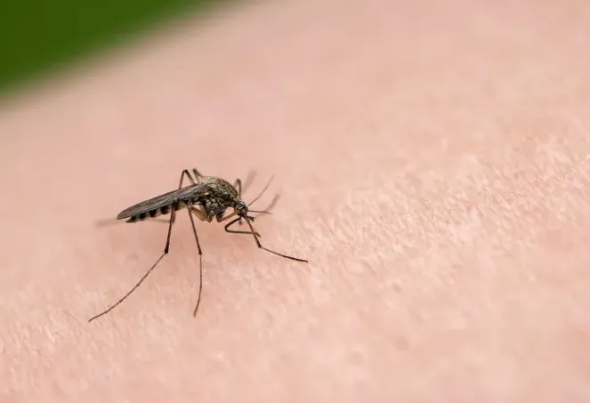 Kasus DBD Meningkat Saat Ramadhan, Perangkap Nyamuk Sederhana Bisa Dibuat dari Bahan Dapur