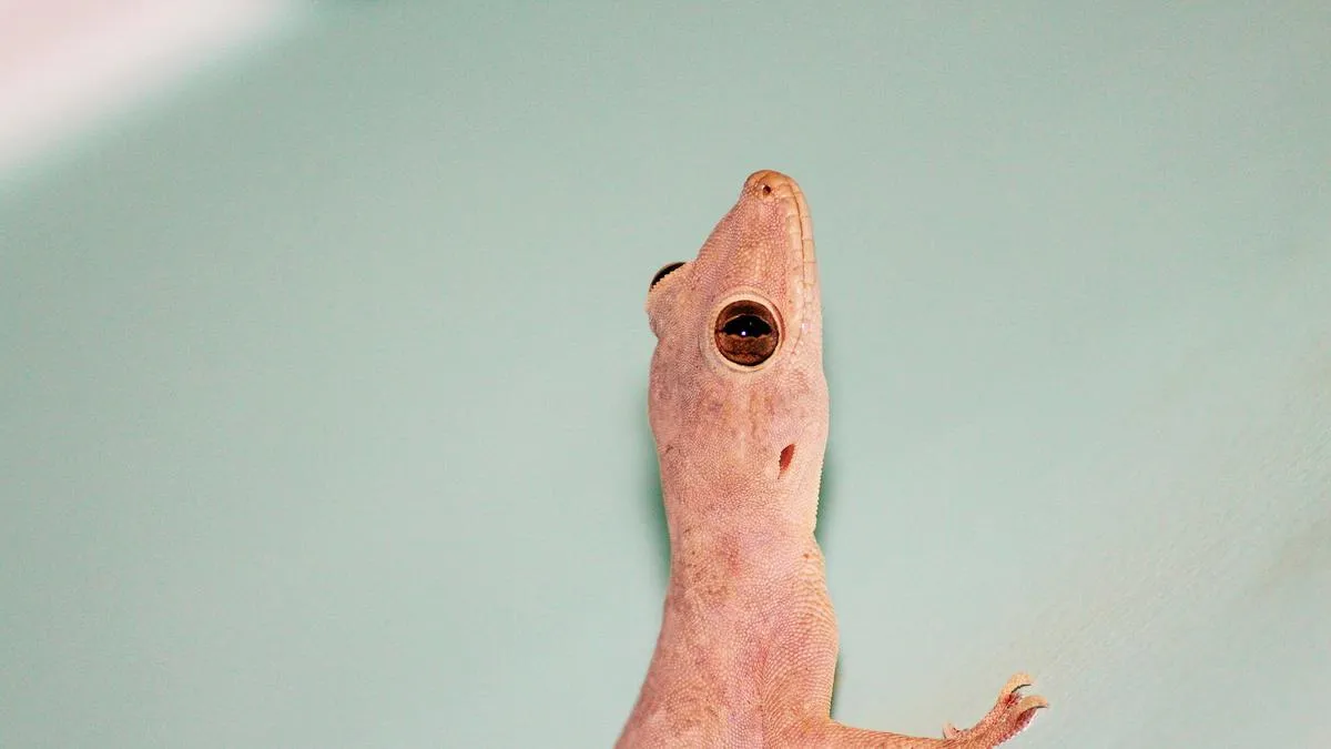 Trik Usir Cicak dari Rumah dengan Minyak Kayu Putih dan Bawang, Mudah Dicoba