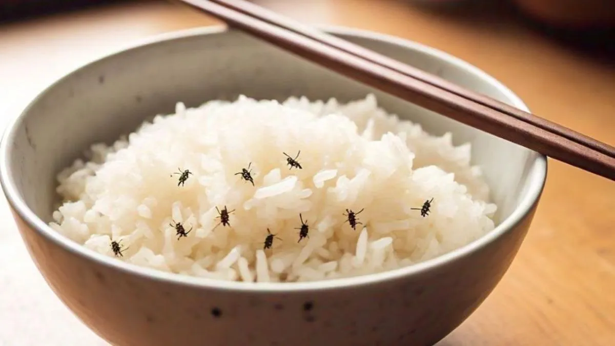 Bahan Dapur Sederhana untuk Mengusir Kutu Beras, dari Cuka hingga Bawang Putih