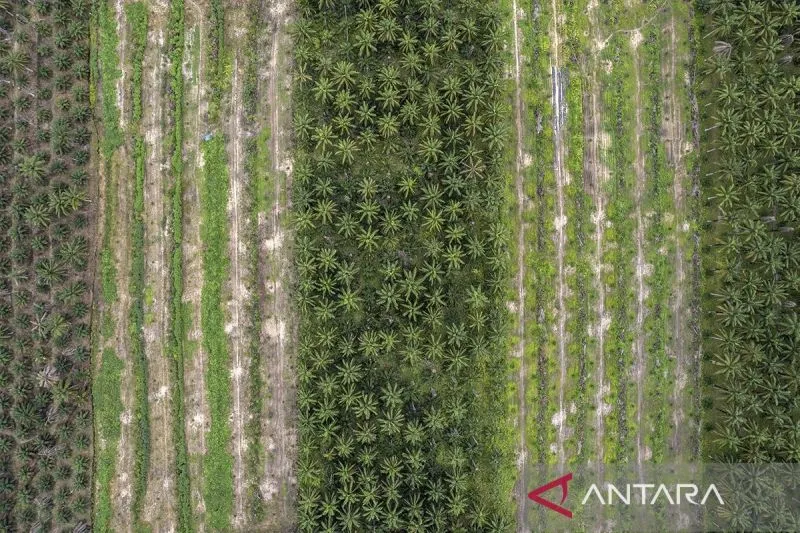 TNI Sebut UU 34/2004 Jadi Dasar Pelibatan dalam Pengamanan Industri Sawit