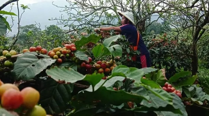 Kampung Kopi Bulukerto di Kota Batu Tawarkan Kopi Beraroma dan Aftertaste Apel