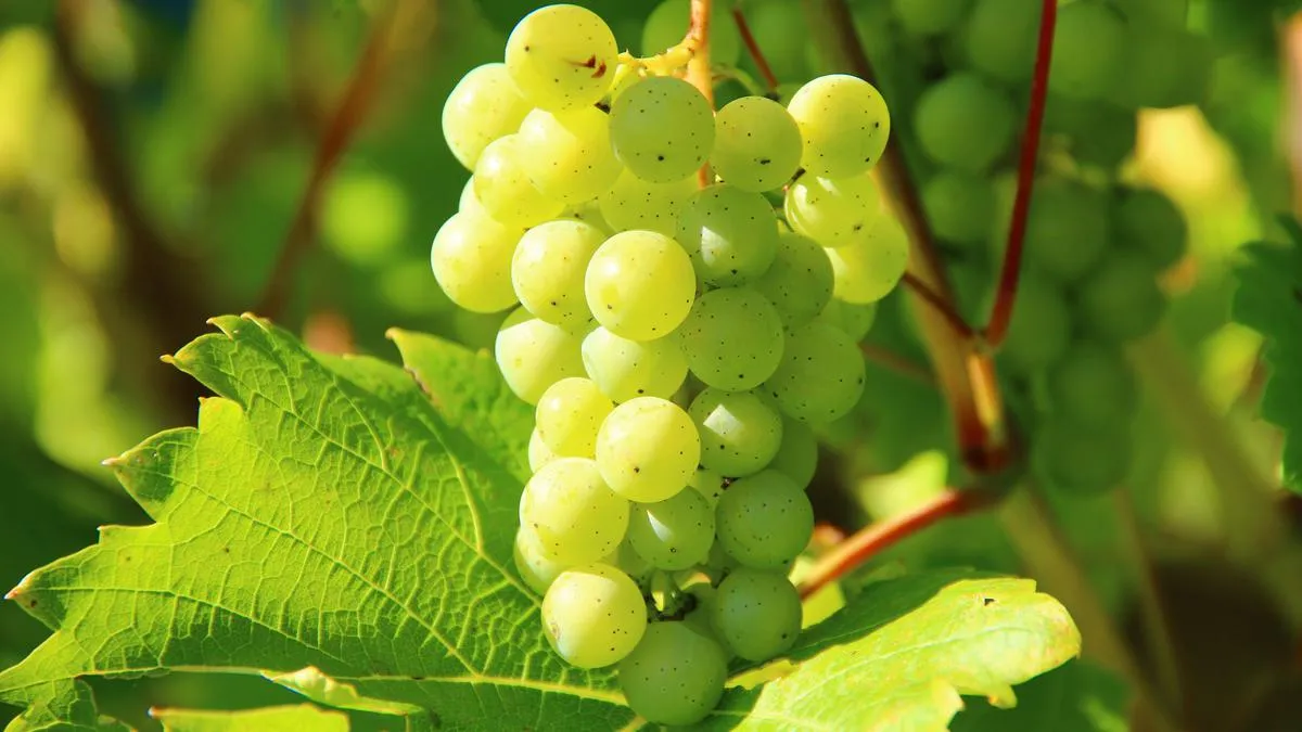 Lima Cara Memilih Anggur Shine Muscat yang Manis dan Tidak Asam