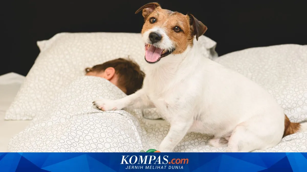 11 Cara Anjing Menunjukkan Kasih Sayang dan Kepercayaan pada Pemiliknya