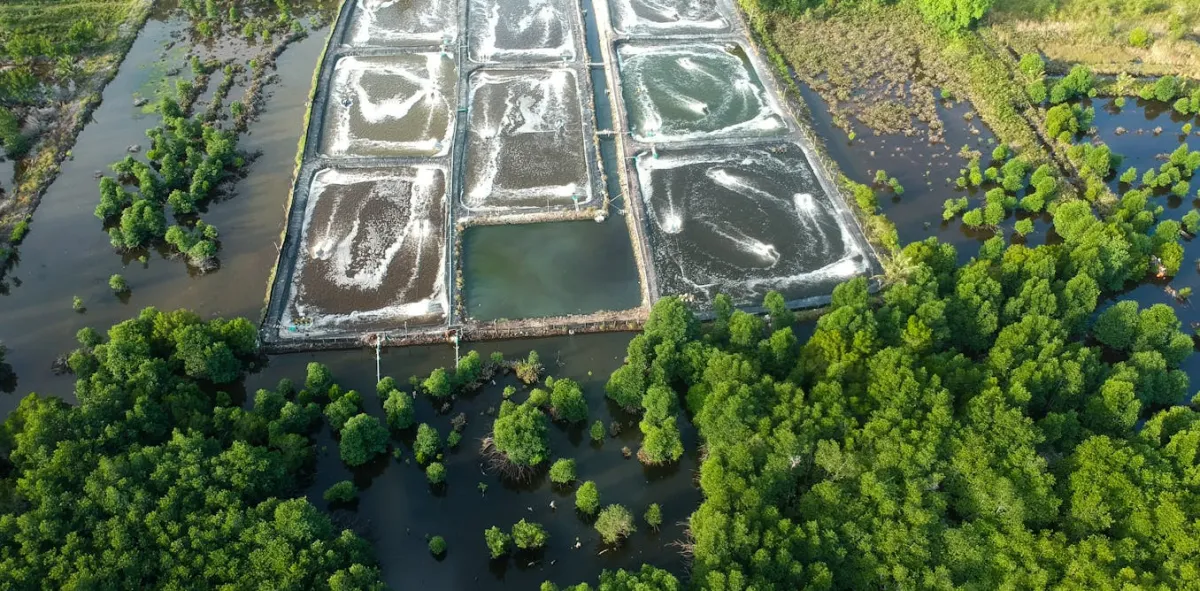Riset di Berau: Mangrove Terlalu Rapat di Tambak Bisa Turunkan Panen Udang, Sabuk Hijau Jadi Kunci