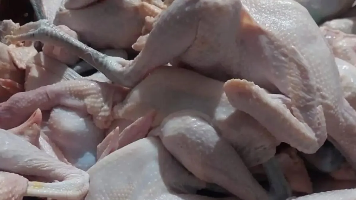 Cara Mengempukkan Ayam Kampung Tanpa Presto, Cukup dengan Jahe dan Garam