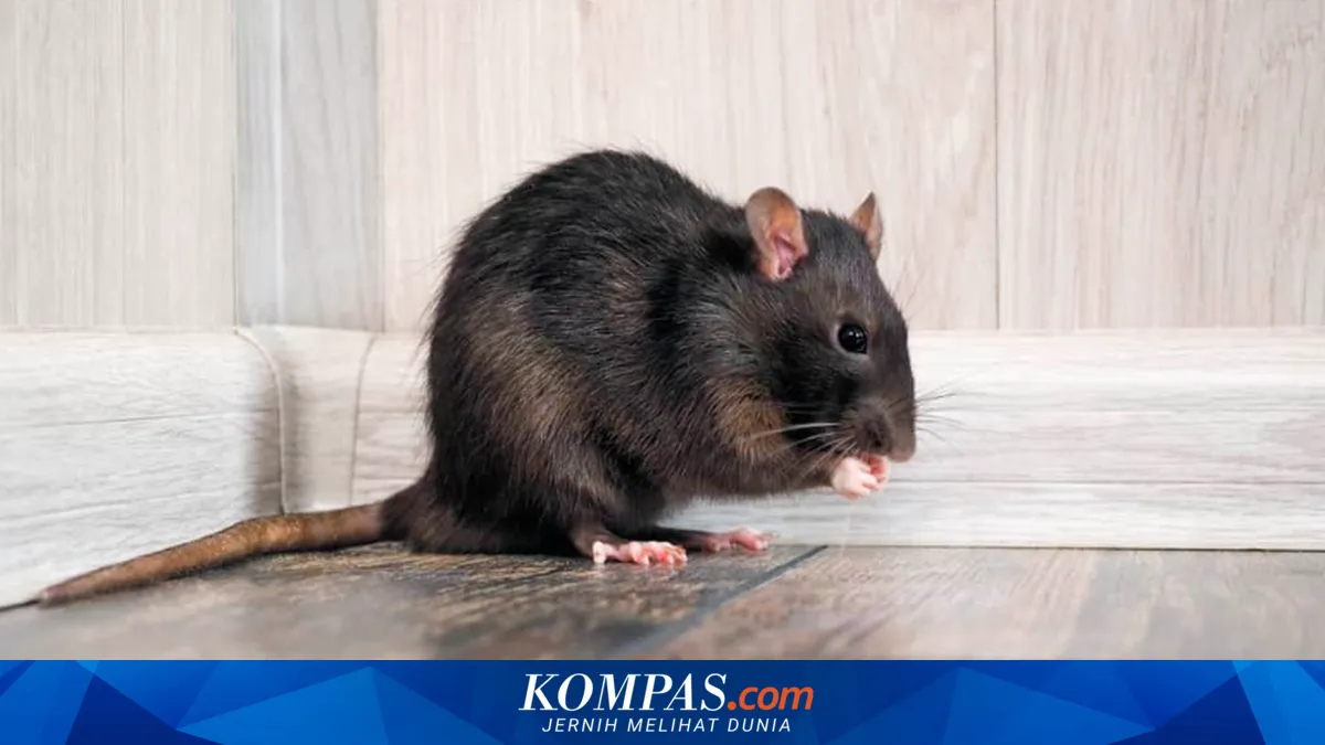 11 Bahan Dapur yang Disebut Bisa Mengusir Tikus dari Rumah