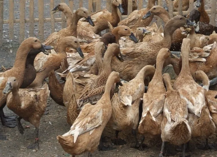 Studi Ungkap Keragaman Genetik Virus Newcastle Disease pada Itik di Indonesia