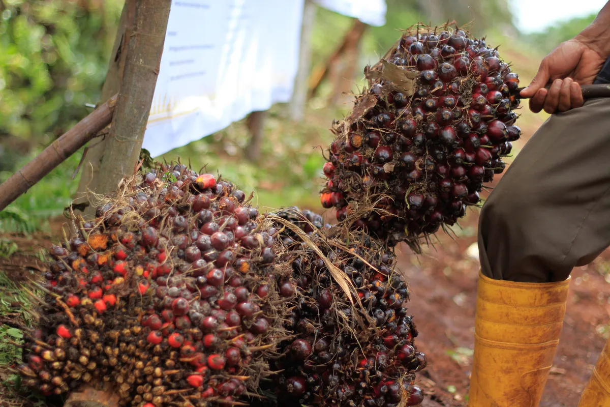Kejagung Tetapkan Tiga Grup Sawit Jadi Tersangka Korporasi, Desakan Pemulihan Kerugian Negara Menguat