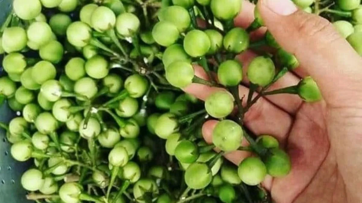 Cara Sederhana Mengurangi Rasa Pahit Terong Pipit dengan Rendaman Air Panas dan Garam