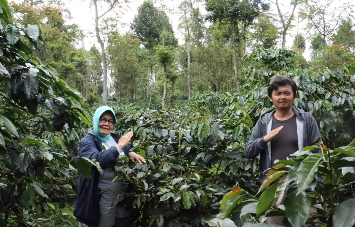 Program Korporasi Petani Perkebunan: Upaya Perkuat Akses Pasar dan Produktivitas Pekebun Kopi di Jawa Barat