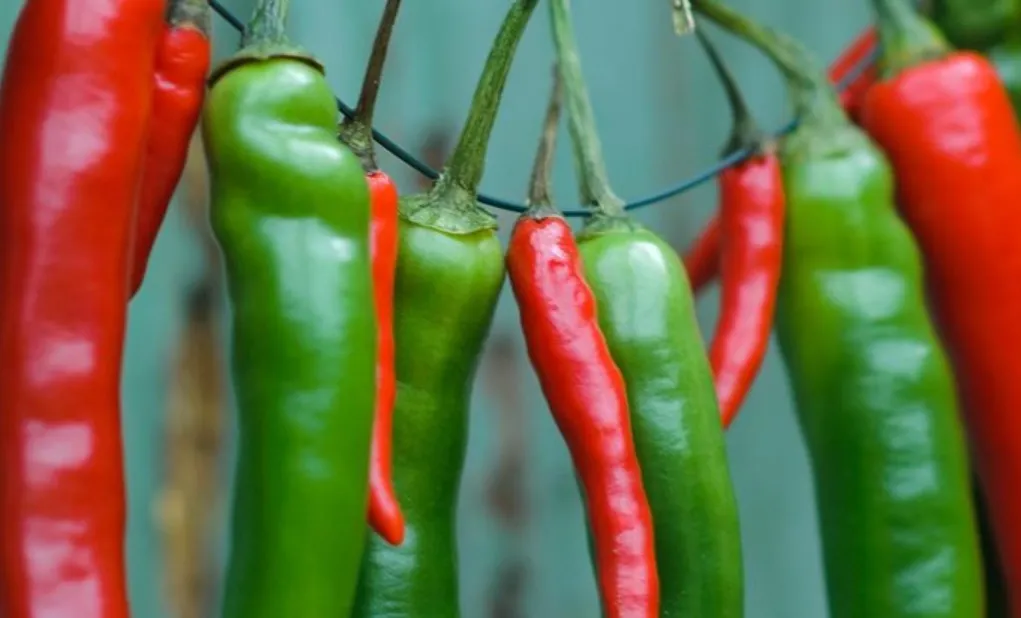 Air Rebusan Kentang Disebut Bisa Bantu Menyuburkan Tanaman Cabai, Ini Catatannya