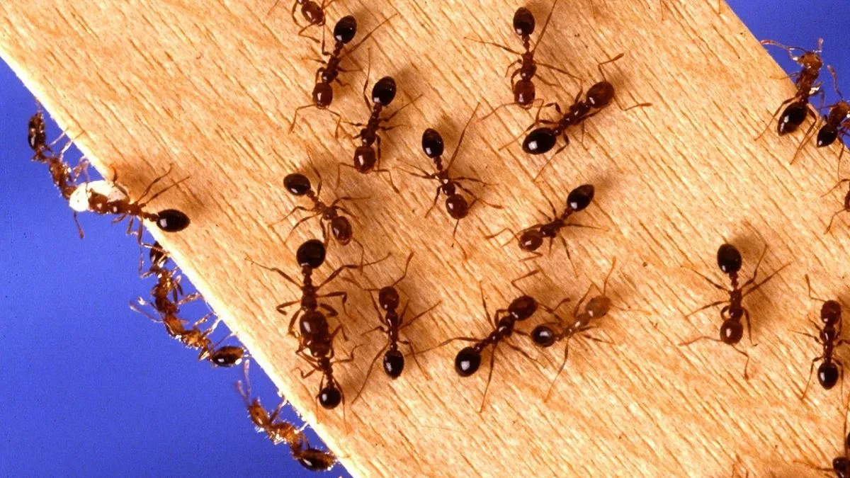 Cara Mengusir Semut di Dapur dengan Campuran Sabun Cuci Piring dan Pasta Gigi