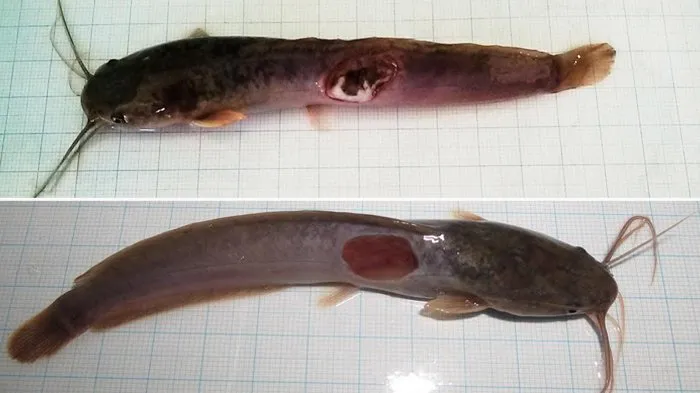 Studi: Substitusi Tepung Maggot 10% dalam Pakan Buatan Berpotensi Tingkatkan Pertumbuhan Lele Afrika