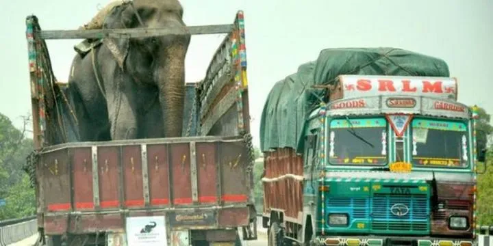 Gajah Raju Menangis Saat Dibebaskan Setelah 50 Tahun Dirantai di Uttar Pradesh