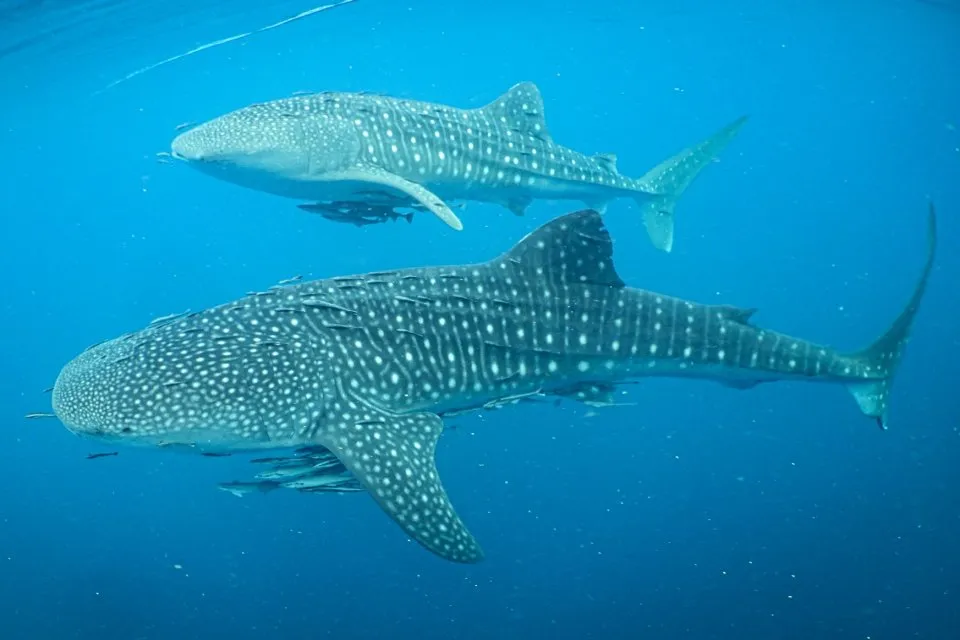 Riset 13 Tahun: Bentang Laut Kepala Burung Papua Jadi Habitat Penting Hiu Paus, Banyak Luka Terkait Aktivitas Manusia