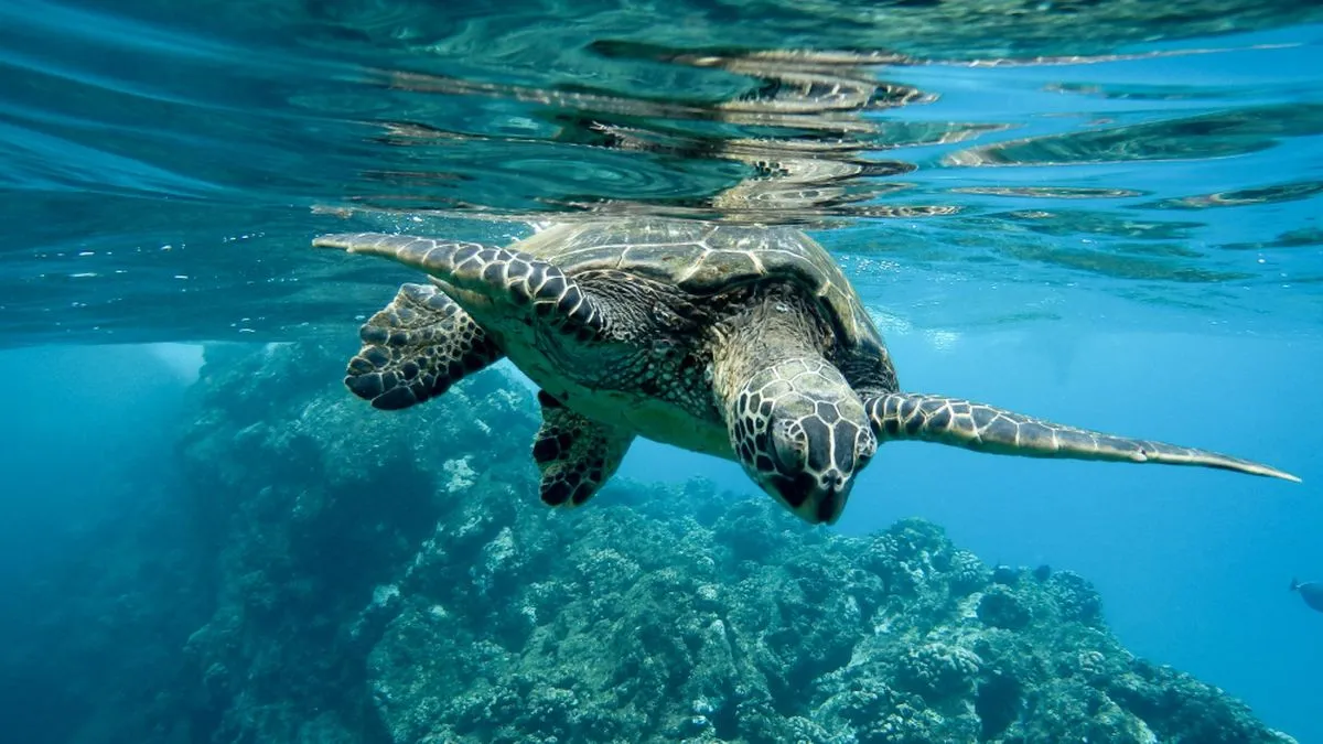 Studi IUCN: Populasi Penyu Dunia Mulai Pulih, Namun Penyu Belimbing Masih Berisiko Tinggi