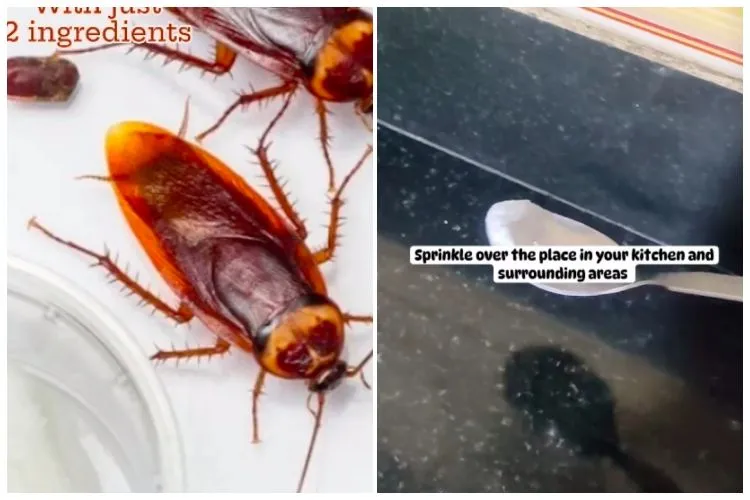 Cara Praktis Mengusir Kecoak Secara Alami dengan Dua Bahan Dapur