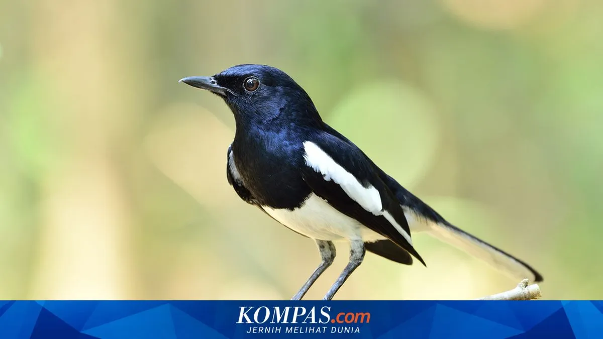Studi: Mendengarkan Kicau Burung Dikaitkan dengan Peningkatan Kesejahteraan