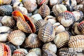 Studi: Substitusi Tepung Anadara granosa pada Pakan Meningkatkan Albumin dan Berat Badan Tikus Malnutrisi