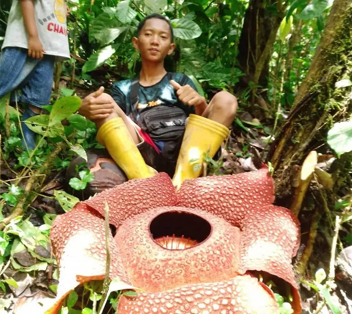 Delapan Rafflesia arnoldii Ditemukan Tumbuh di Hutan Desa Pulau Panggung, Lahat