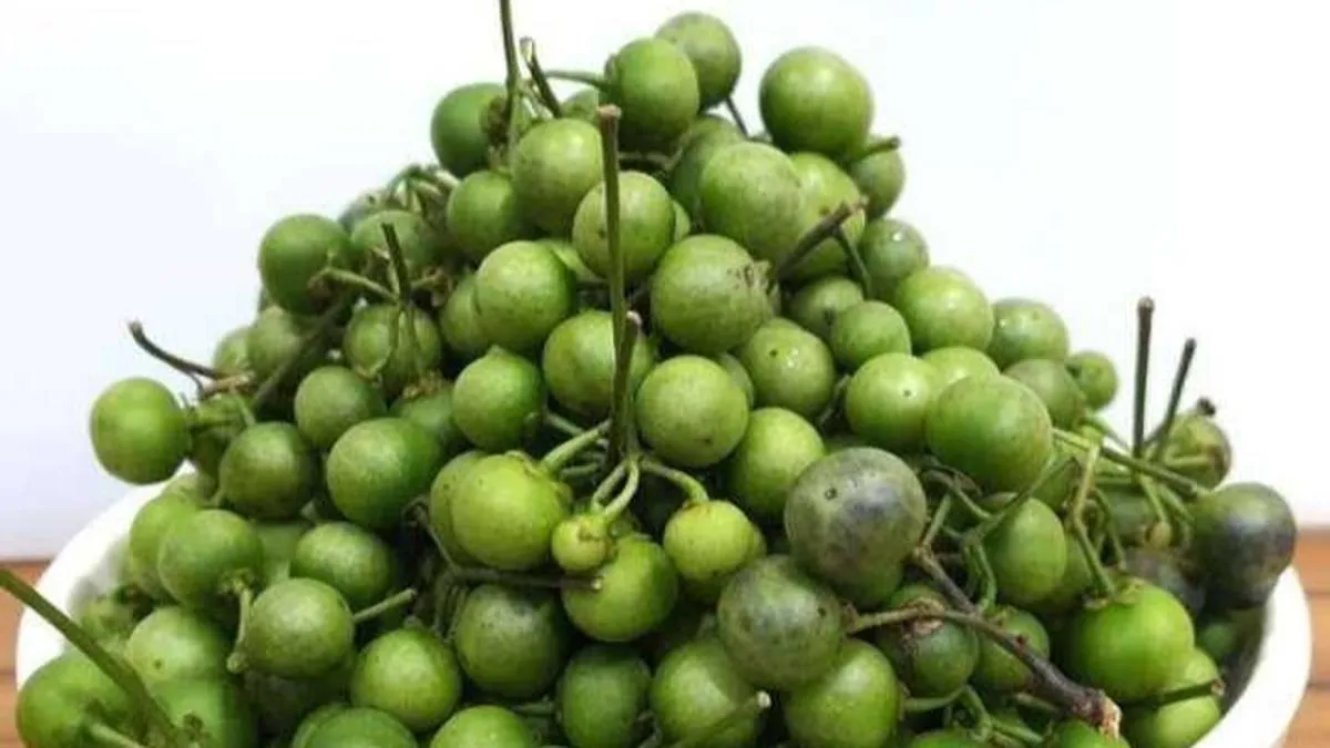 Cara Sederhana Mengurangi Rasa Pahit Terong Pipit agar Lebih Nikmat