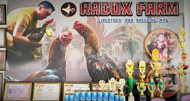 Racikan Obat Ayam Aduan Buatan Ronaldo Paparang Mulai Menjangkau Pasar Nasional