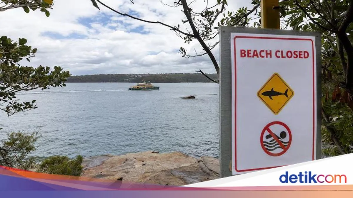 Puluhan Pantai di Australia Ditutup Usai Serangan Hiu