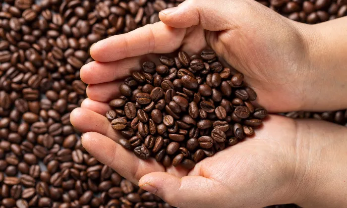 Kopi Pinogu, Kopi Khas Gorontalo dari Kawasan Terisolasi dengan Cita Rasa Cokelat