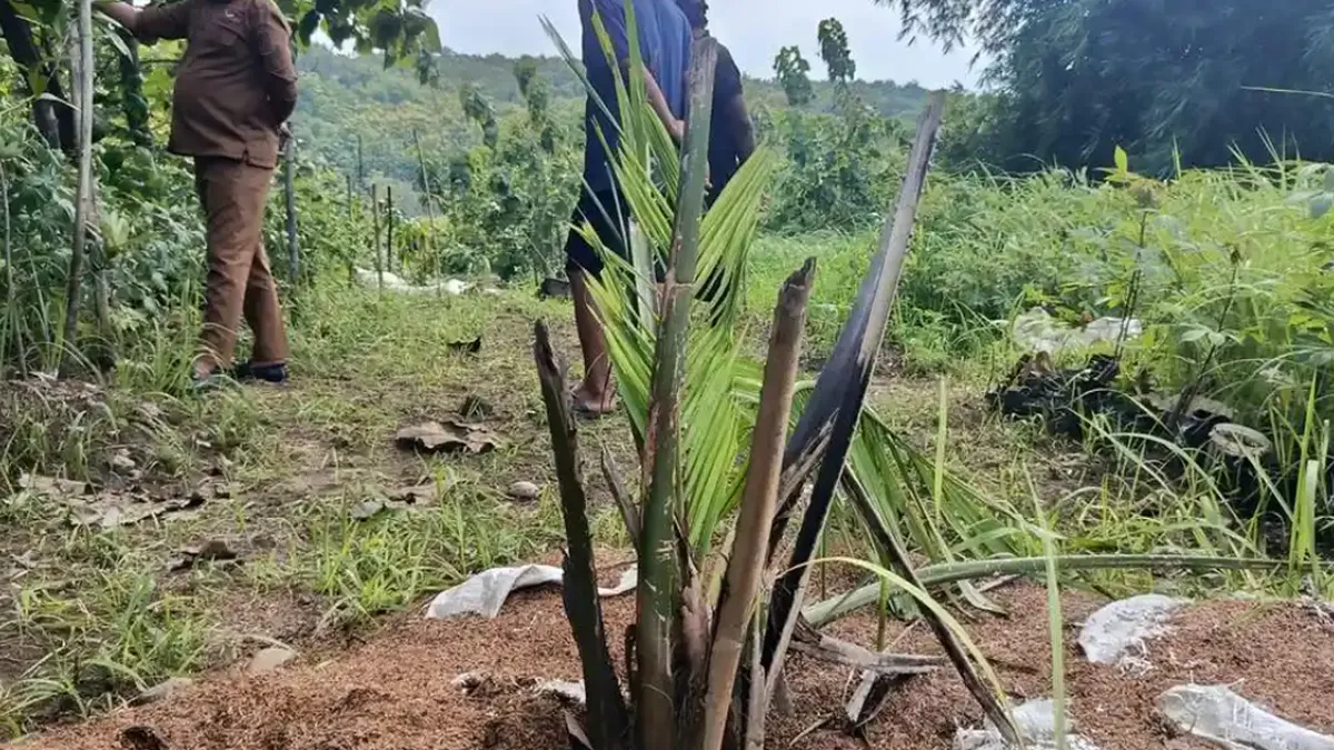 Dedi Mulyadi Larang Penanaman Sawit di Jawa Barat, Pakar IPB Nilai Kebijakan Tidak Tepat