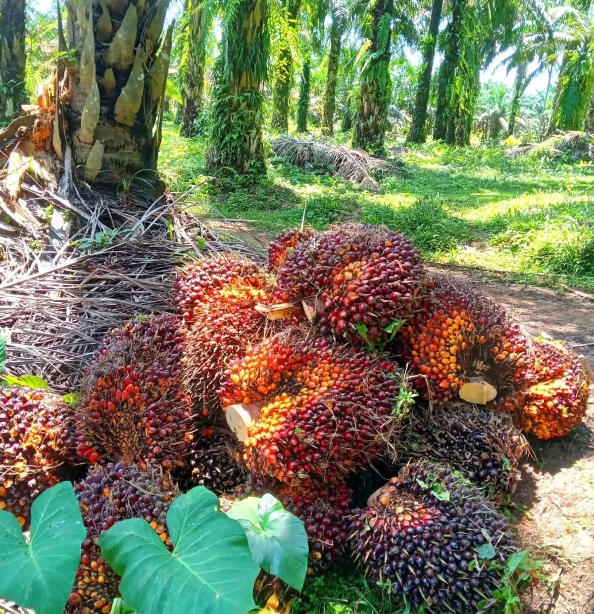 Industri Sawit Berkontribusi pada Devisa Ekspor dan Penghematan Impor lewat Biodiesel