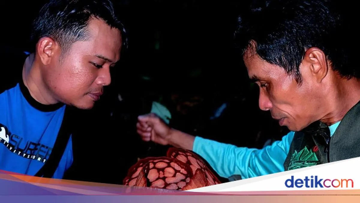BRIN Tegaskan Peneliti Indonesia Jadi Penulis Utama Publikasi Ilmiah Rafflesia hasseltii