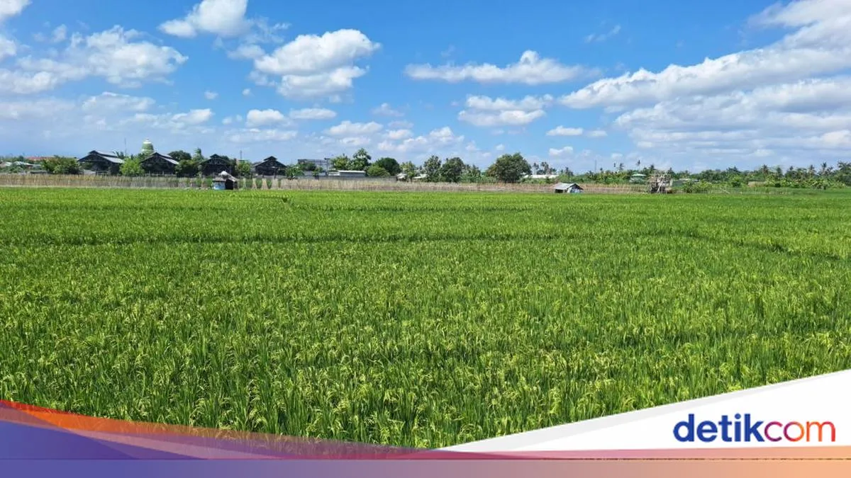 Mentan Janjikan Pemulihan 33.000 Hektare Sawah Terdampak Banjir di Aceh dan Sumatera