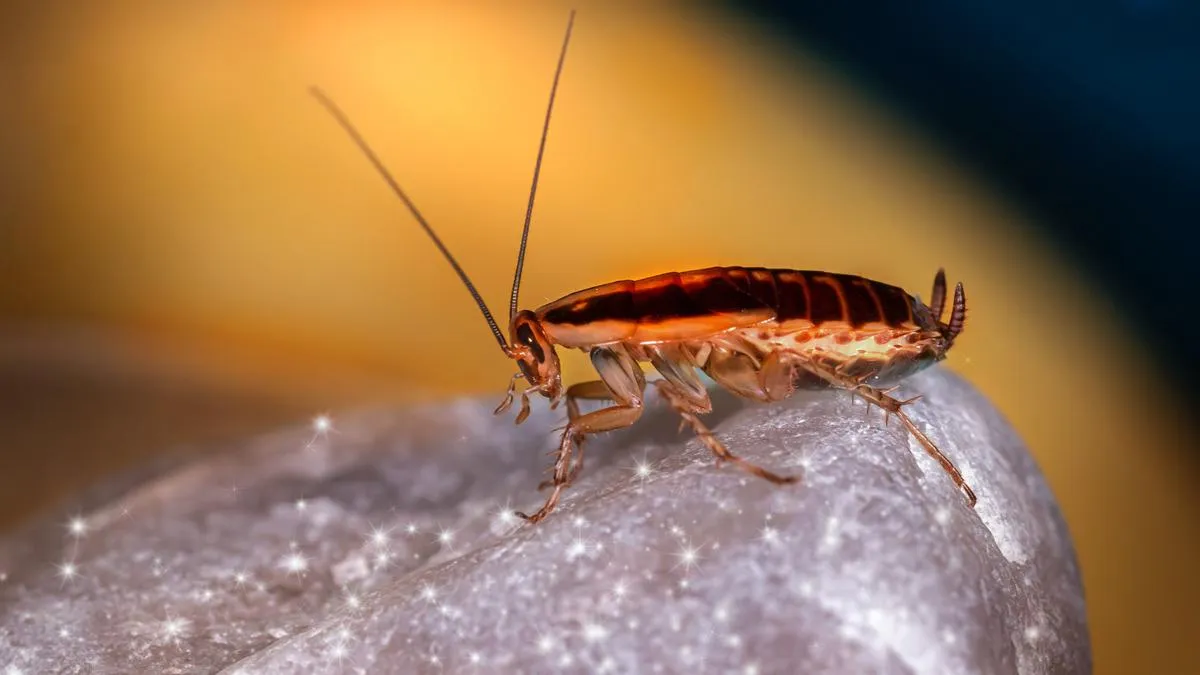 Kopi Bertabur Serangga di Museum Beijing Jadi Tren di Kalangan Anak Muda