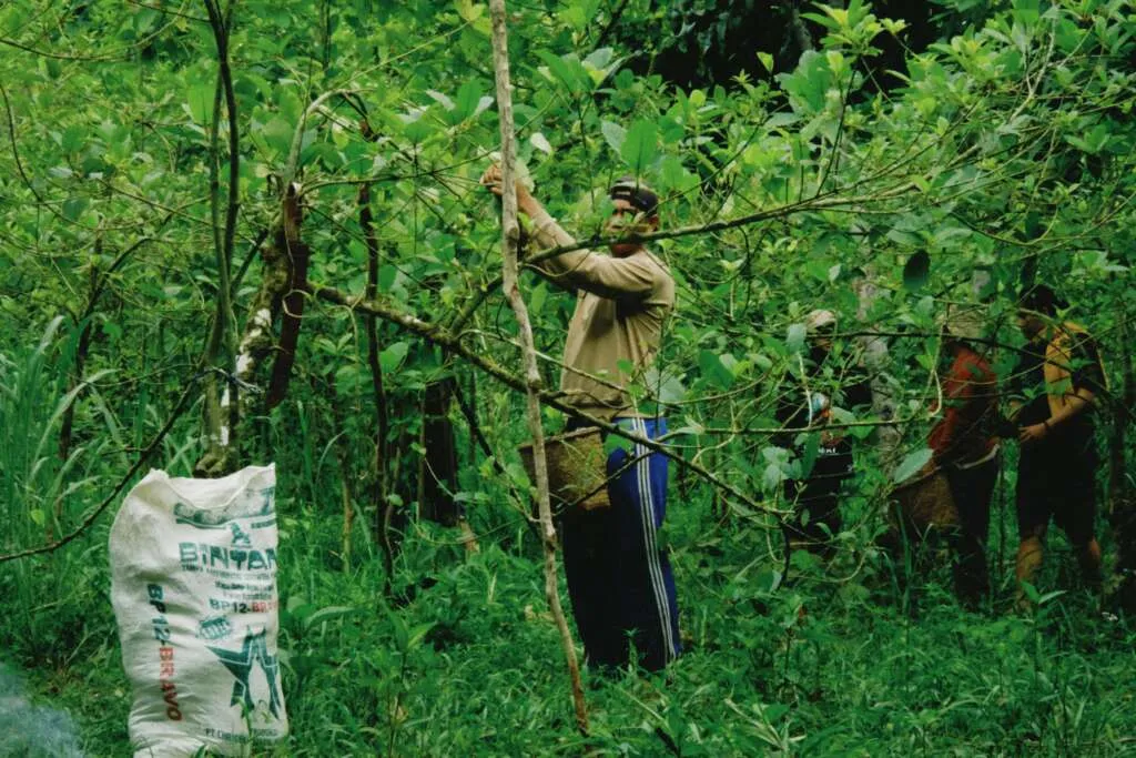 Ekonomi Restoratif dan Praktik Lokal Masyarakat Adat: Pelajaran dari Dayak Iban Sungai Utik Hadapi Triple Planetary Crisis