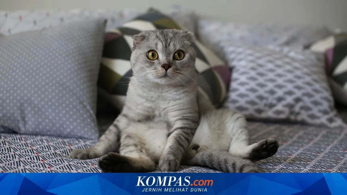 Kucing Disebut Bisa “Tersenyum” Saat Bahagia, Ini Isyaratnya Menurut Ahli