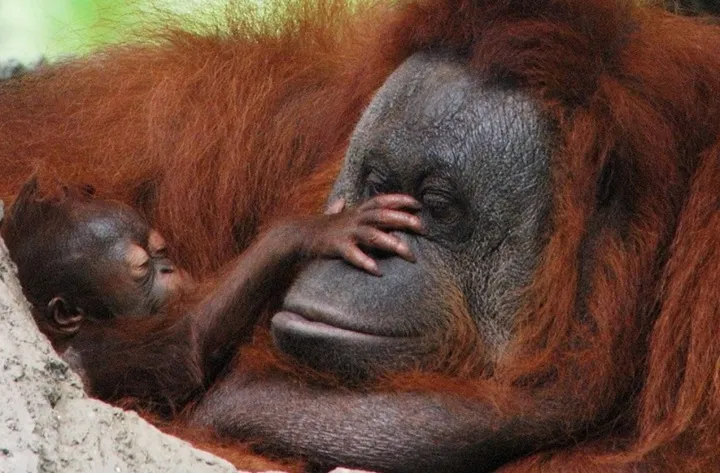Studi: Orangutan yang Lebih Bahagia Cenderung Berumur Lebih Panjang