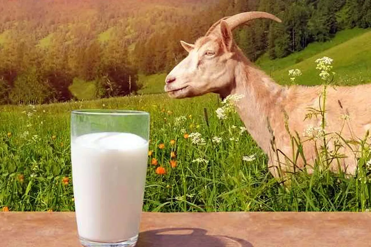 Riset Universitas Granada: Susu Kambing Dinilai Lebih Mudah Dicerna dan Berpotensi Dukung Energi Selama Puasa